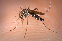 virus zika