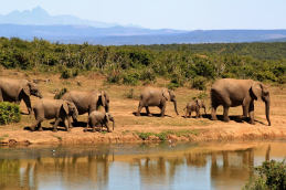 elephant 279505_1920