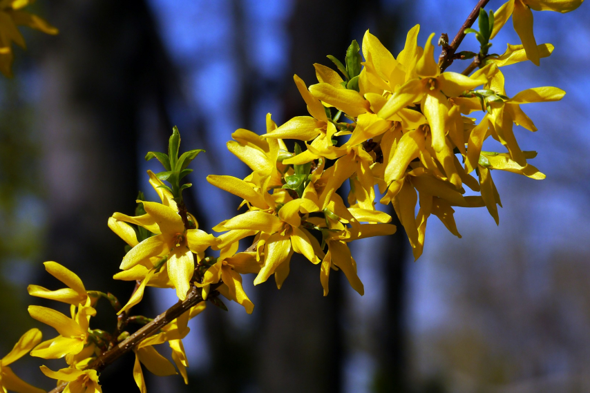 spring 105633_1920