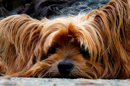 dog 200942_1920
