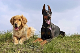 doberman 1312570