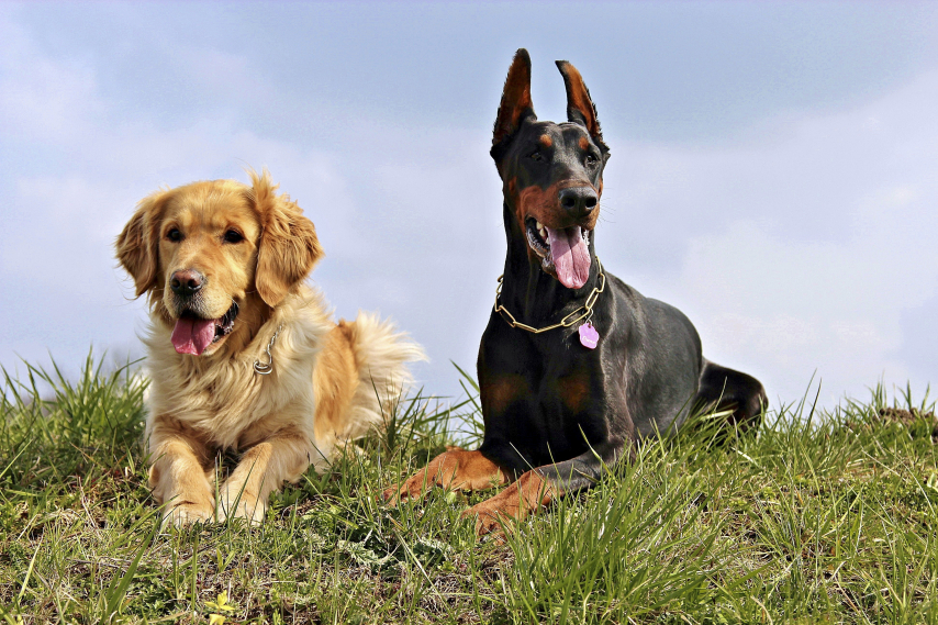 doberman 1312570