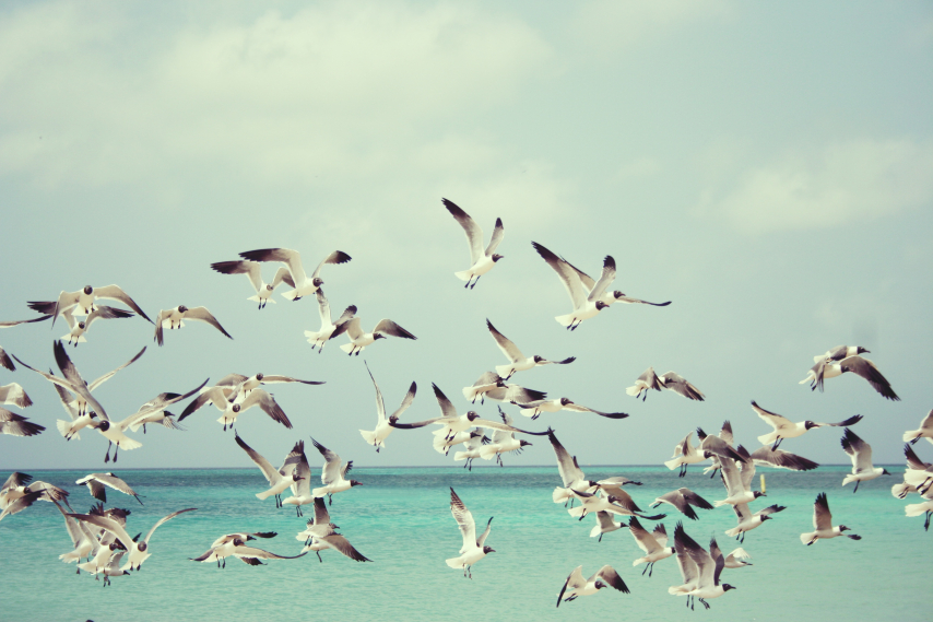 seagulls 815304