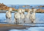 Camargue