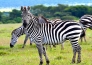 7 ROMANTICO SUDAFRICA