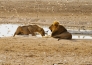 LE MERAVIGLIE DELLA NAMIBIA 13