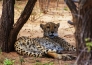 LE MERAVIGLIE DELLA NAMIBIA 17