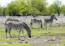 LE MERAVIGLIE DELLA NAMIBIA 19