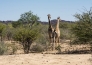 LE MERAVIGLIE DELLA NAMIBIA 20