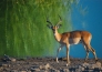 LE MERAVIGLIE DELLA NAMIBIA 22