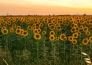 PROVENZA E CAMARGUE 09