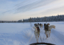 Rovaniemi e aurora boreale   05