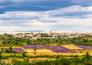 Provenza e lavanda   04