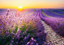 Provenza e lavanda   05