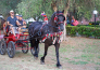 16 PARCO DEGLI ULIVI   PESCHICI