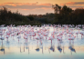 PROVENZA E CAMARGUE 22